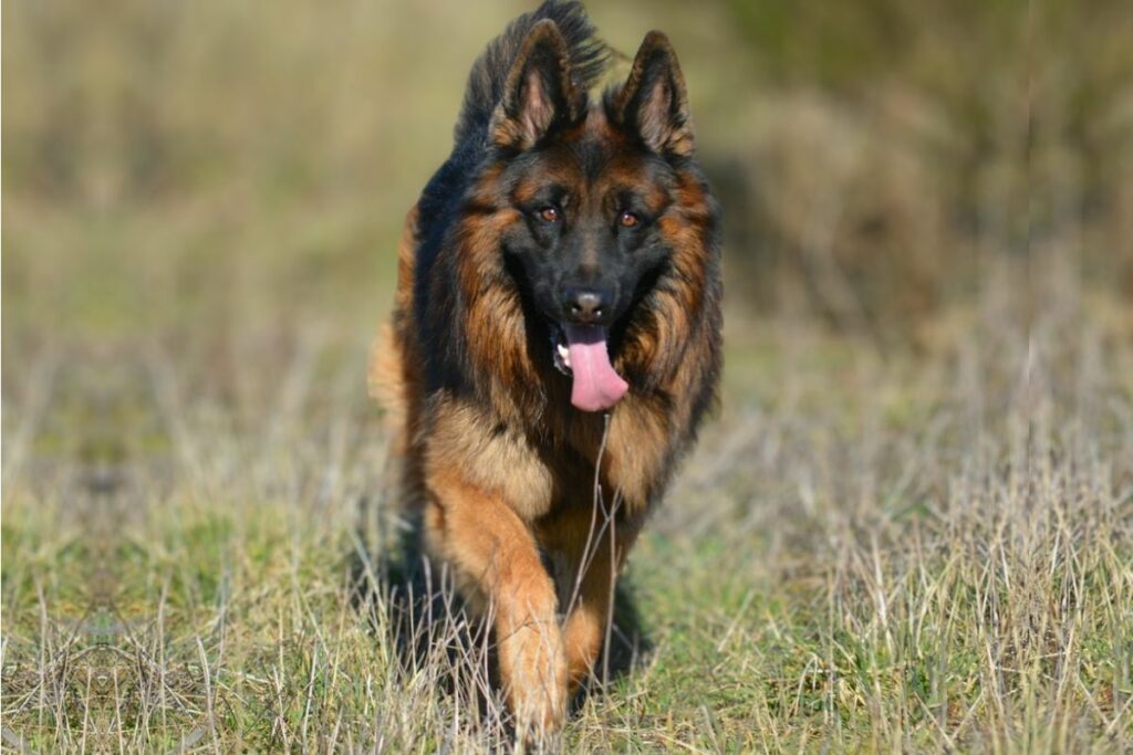 Dog Breeds To Protect Against Wildlife Encounters