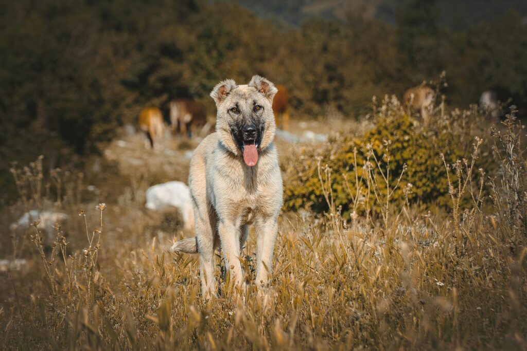 Dog Breeds That Can Protect You from Wild Animals