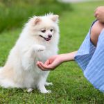 Dog Breeds Most Friendly to Strangers
