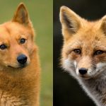 Dogs that Look Like Foxes
