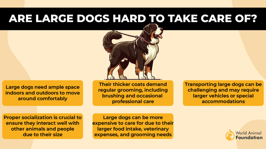 easy large dog breeds