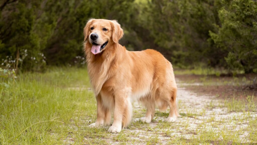 are Golden retriever good hunting dogs