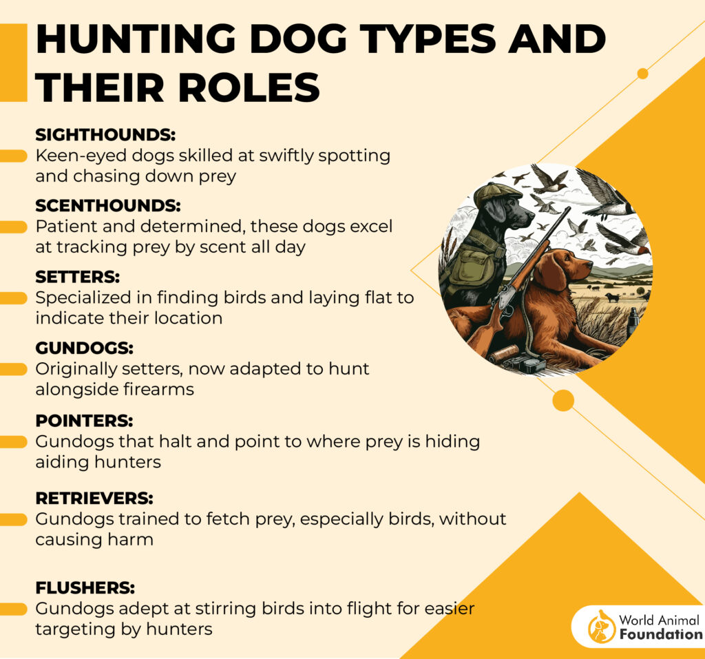 Hunting Dog Types and Their Roles