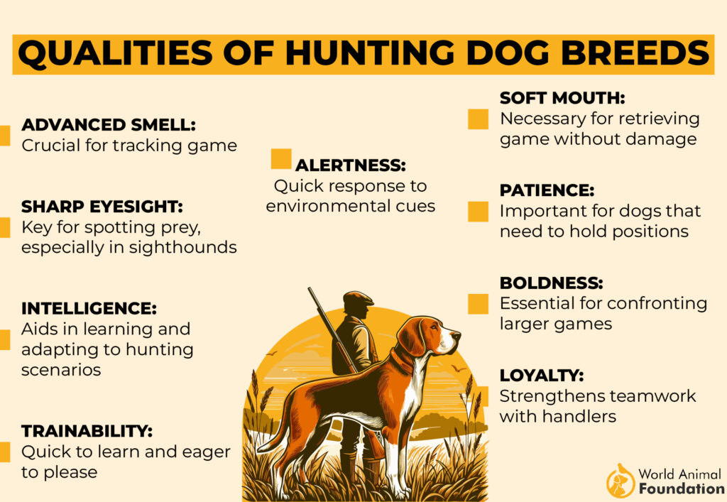 Qualities of Hunting Dog Breeds